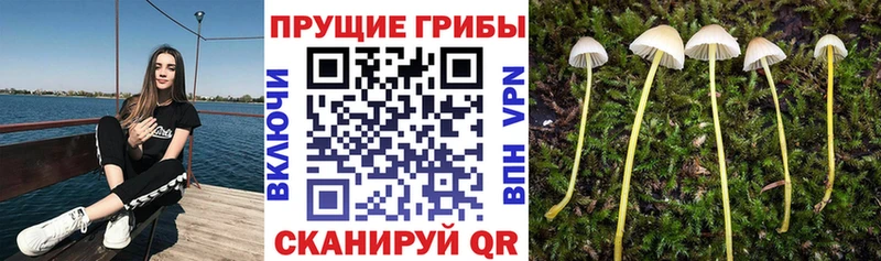 Галлюциногенные грибы Psilocybe Усмань